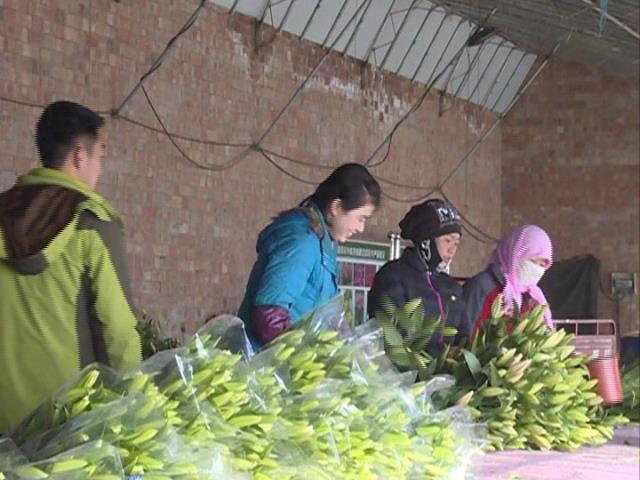 寧夏銀川移民村裡種花卉發家致富奔小康