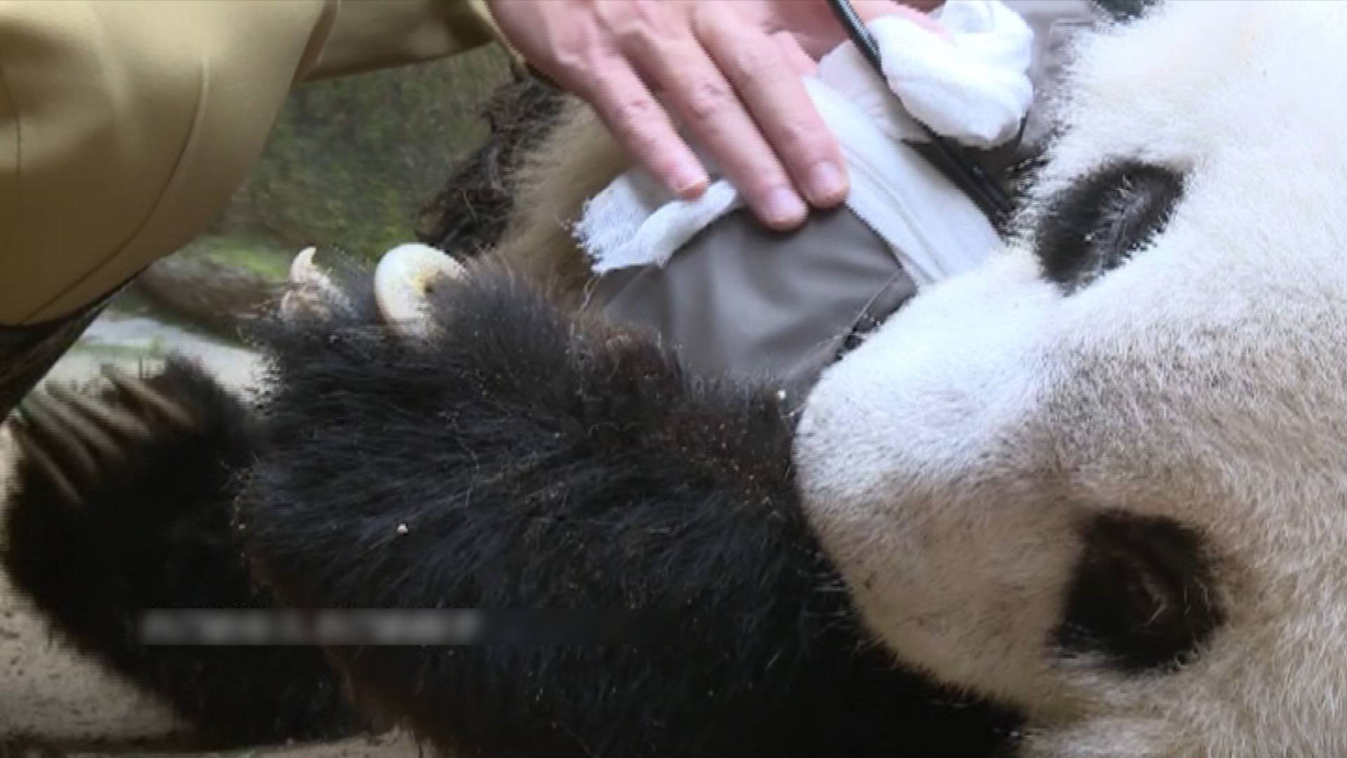 熊猫巴斯做成标本残忍图片