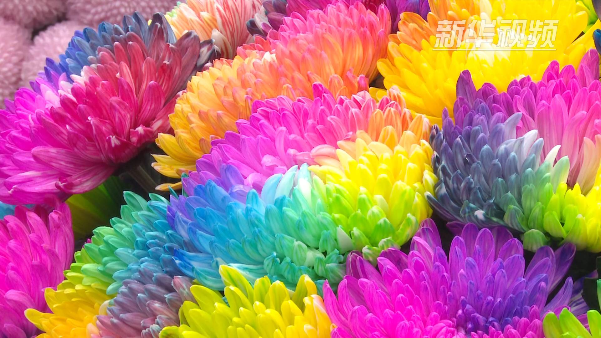 七彩炫菊令人惊叹原来是这样培育的